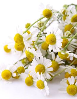 Chamomile Flower Extract