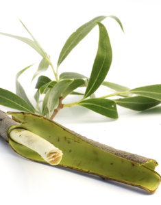 Willow Bark Extract