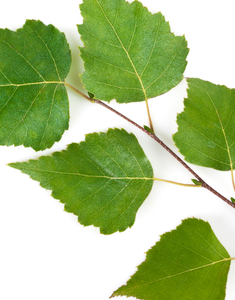 Birch Extract