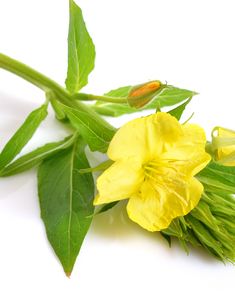 Evening Primrose Oil